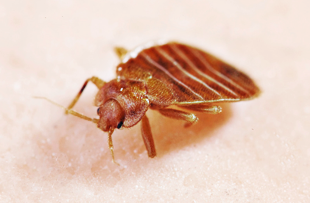 Learning What Leads To The Need For Bed Bug Removal Temecula CA