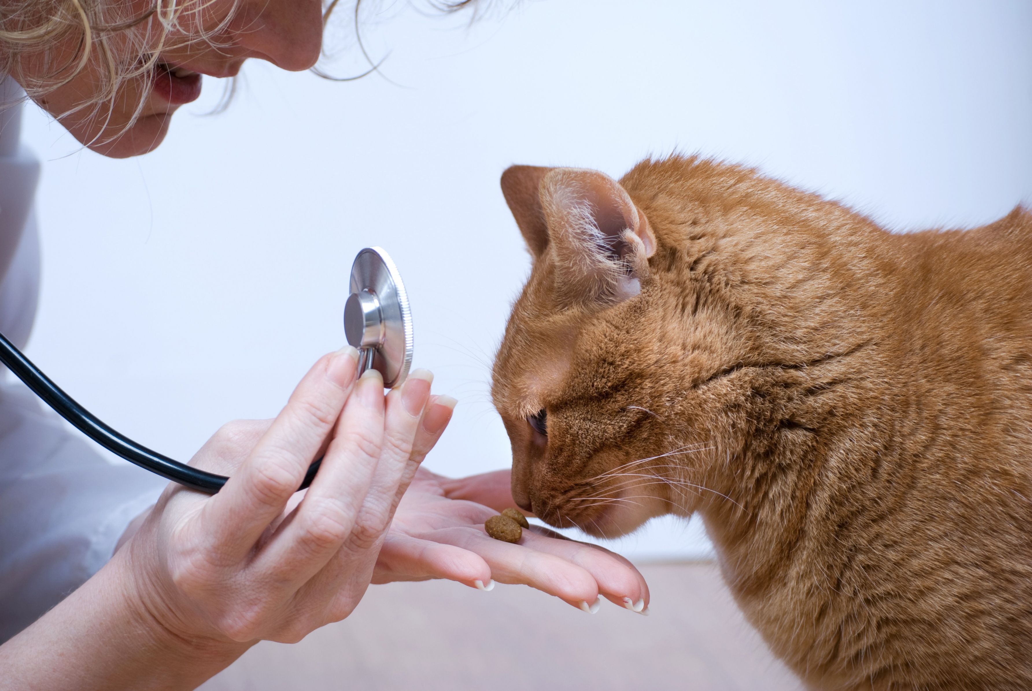 How Different Veterinary Services Can Give an Animal a Healthier Life