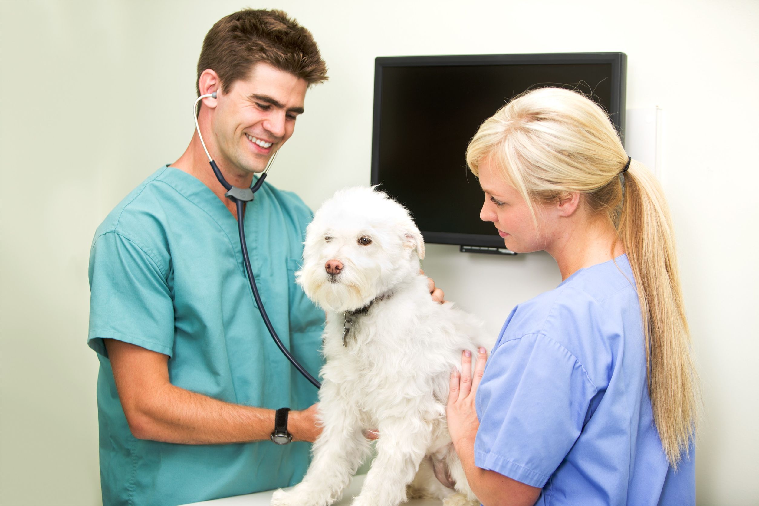 Comprehensive Care at a Veterinary Hospital in Meridian, ID: Ensuring Your Pet Health and Happiness