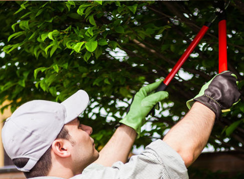 Is It Time to Call a Tree Trimming Service in Maui?