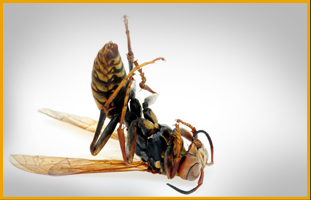 Pest Control and Cicada Killer Wasp Control in Pittsburgh PA