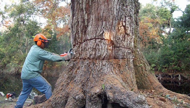 Your Questions Answered About A Professional Tree Service In Spokane