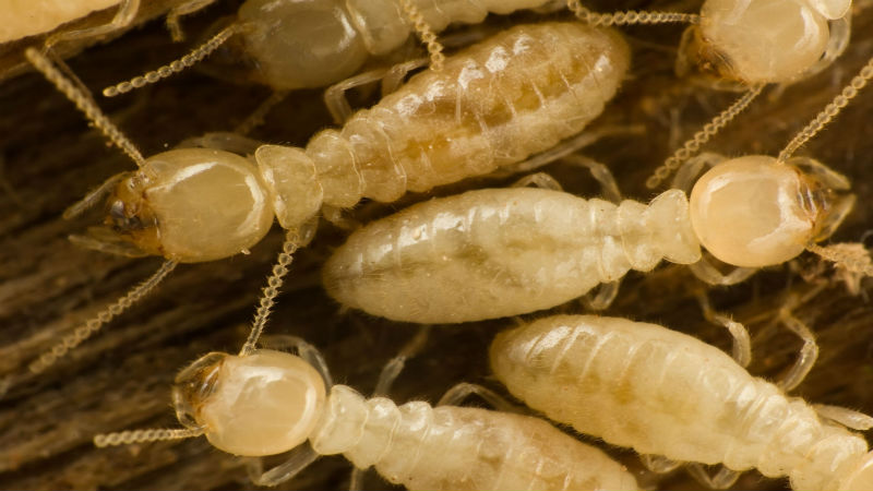 Find The Right Termite Removal Service In Annapolis