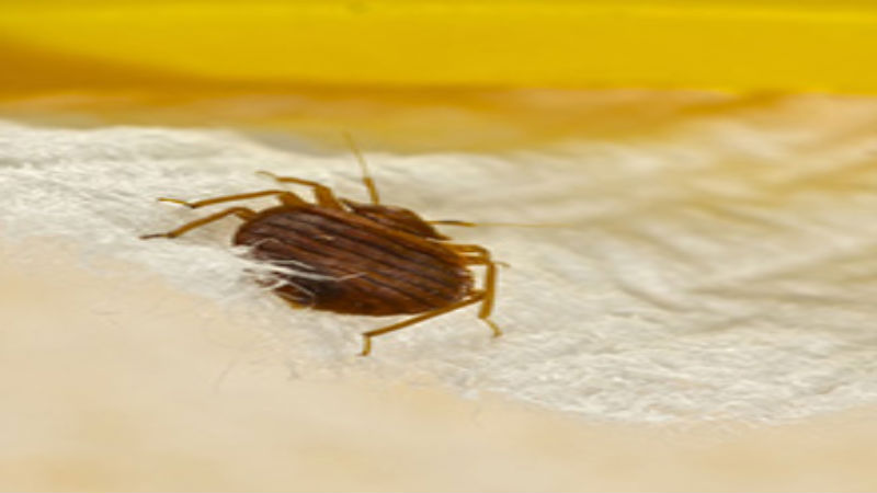 How a Bed Bug Exterminator in Revere, MA Can Help You Avoid a Bed Bug Problem