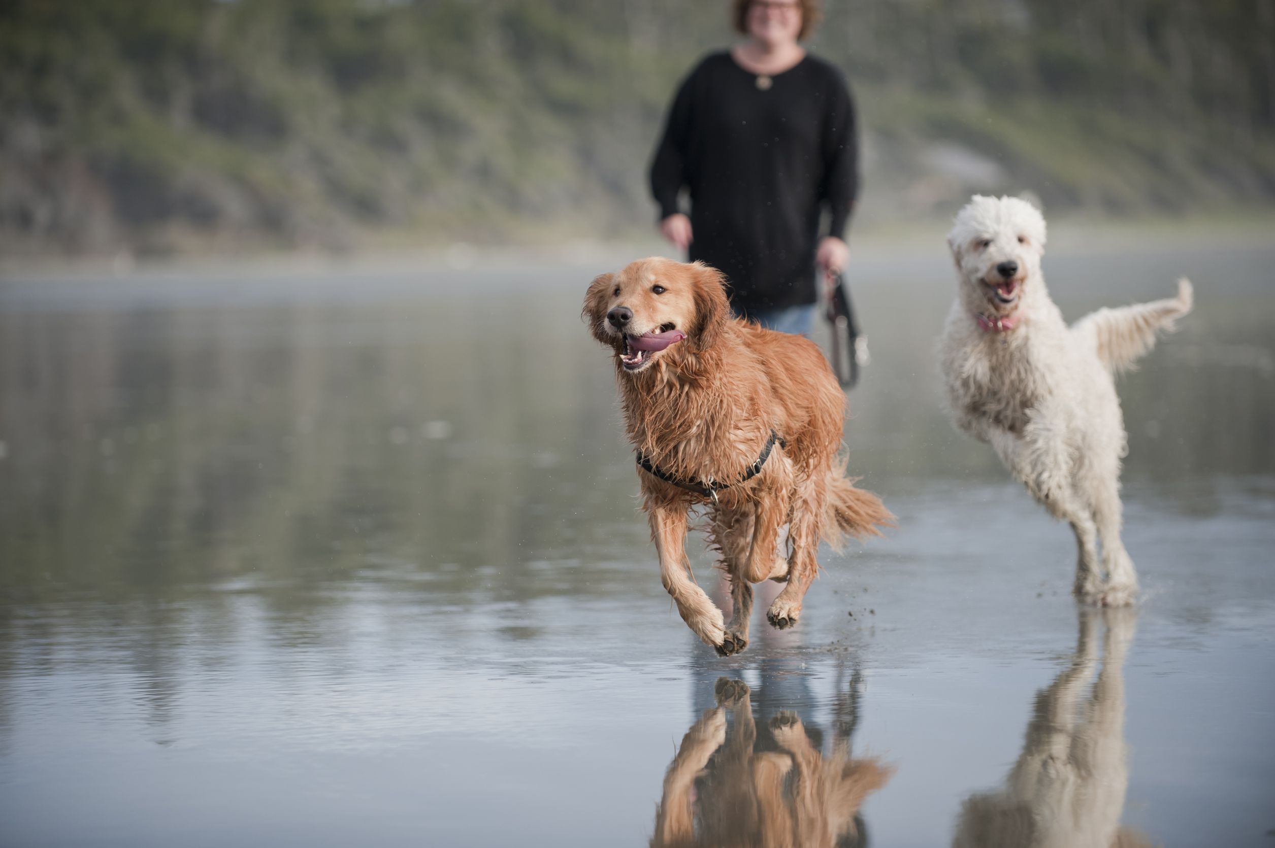 Signs of Anxiety from Pets Grooming in Vandalia, OH