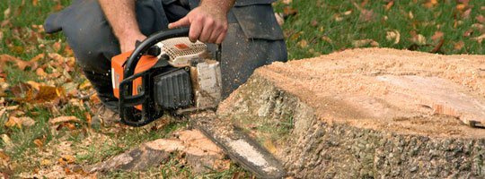 Tips to Get a Reliable Tree Service Company for Gigs in Harbor, WA