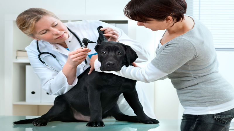 Give Your Pet the Best Care Possible with a Veterinarian in Roswell