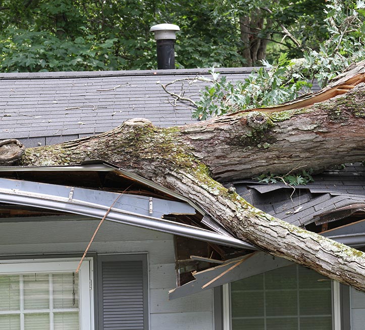 Get Quality Assistance From An Experienced Tree Service Company In Gig Harbor WA.