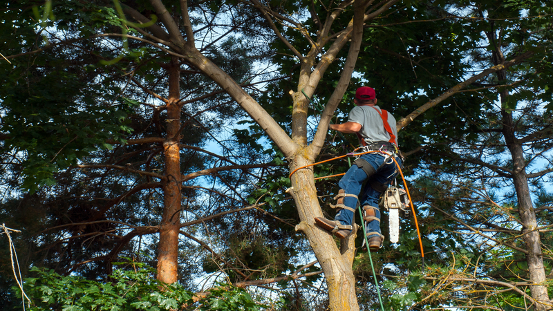 Three Services Provided by Professional Arborists in Ellicott City MD