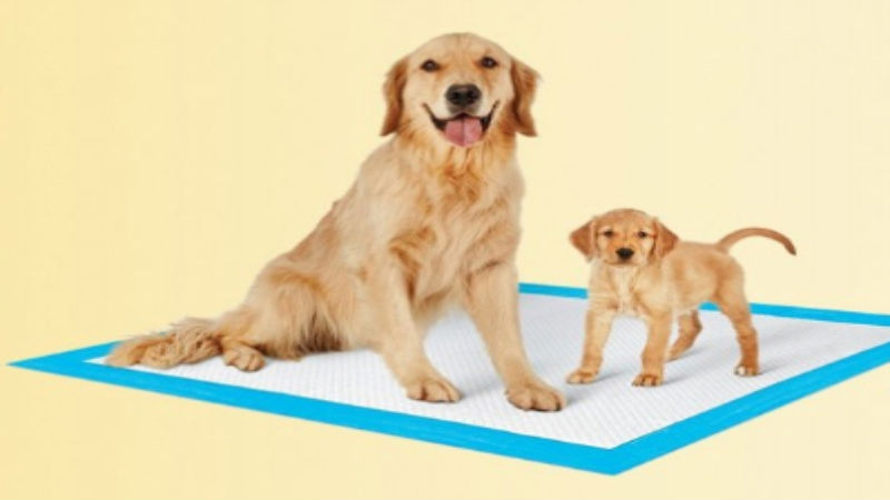 4 Sound Tips for Buying Dog Potty Pads