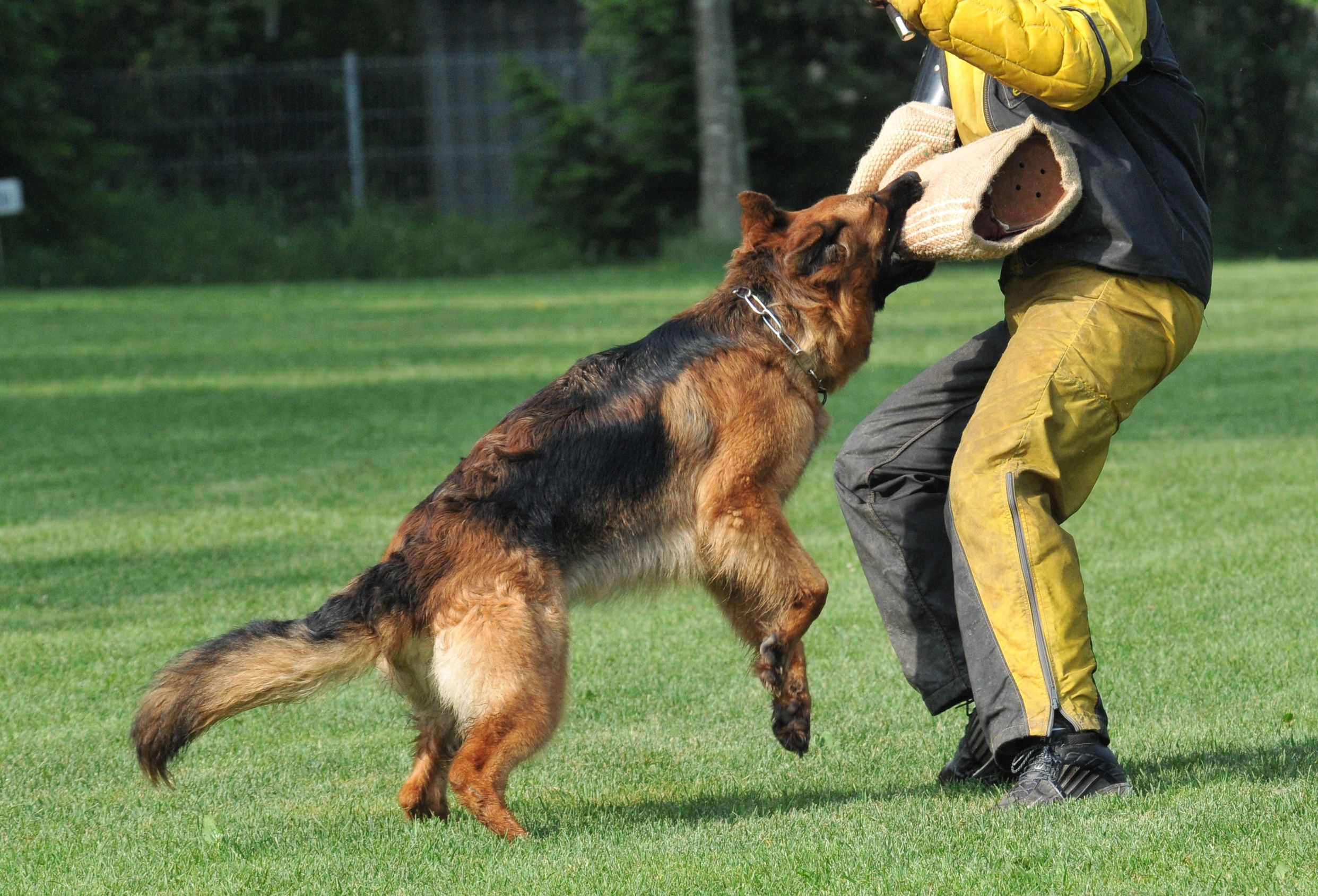 Important Information about Your Dog and Professional Dog Training