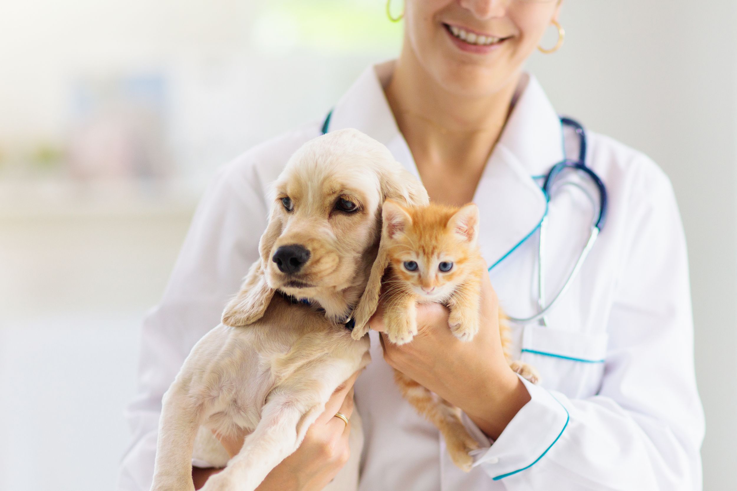 Daily Care at the Vet Clinic in Riverside, CA