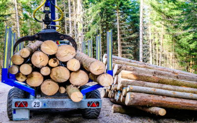 When Is Tree Maintenance in Smyrna, GA, Necessary?