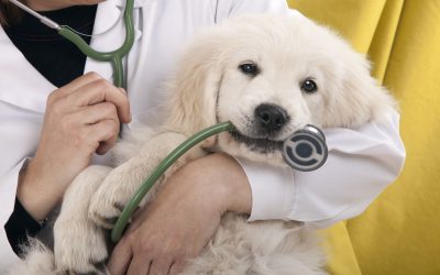 Go to The Most Reliable Animal Hospital in Louisville, KY to Get Help for Your Beloved Pet