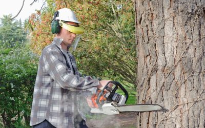 A Green Investment for Your Property: The Essential Guide to Tree Maintenance in Poway, CA