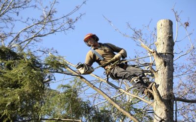 Bush Trimming in Omaha, NE: Achieve Vibrant And Well-Structured Shrubs Year-Round