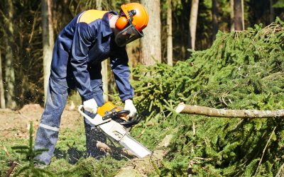 Efficient Tree Removal in Cincinnati, OH: Protecting Your Property