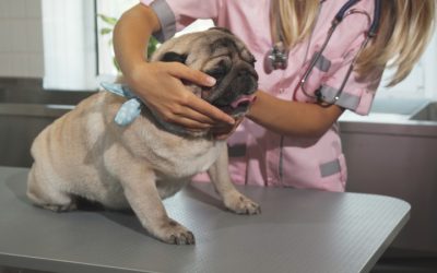 Enhancing Pet Care with Animal Surgery in St. Charles, IL